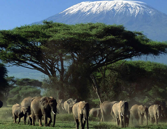 Amboseli National Park