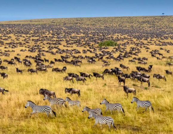 Maasai Mara Safari