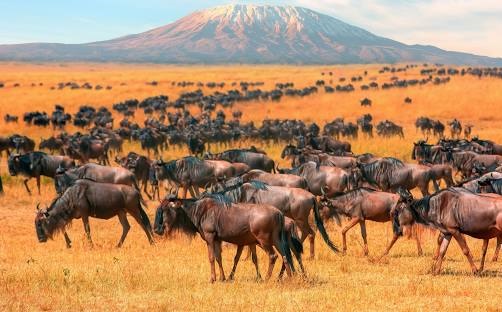 Maasai Mara National Reserve