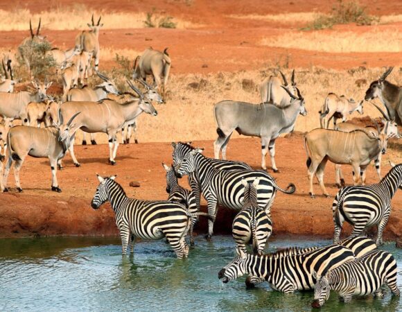 Tsavo National Park