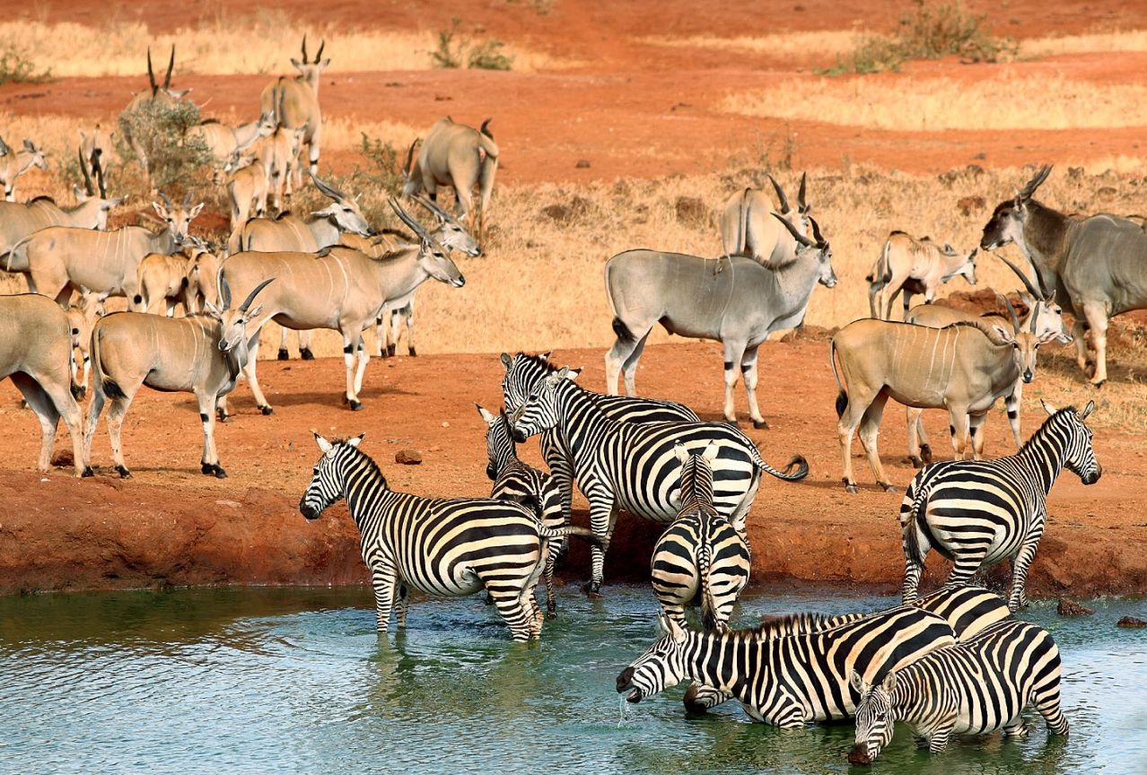 Tsavo National Park